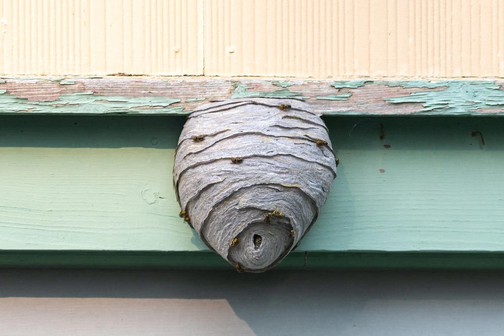 Enclosed nest on house trim