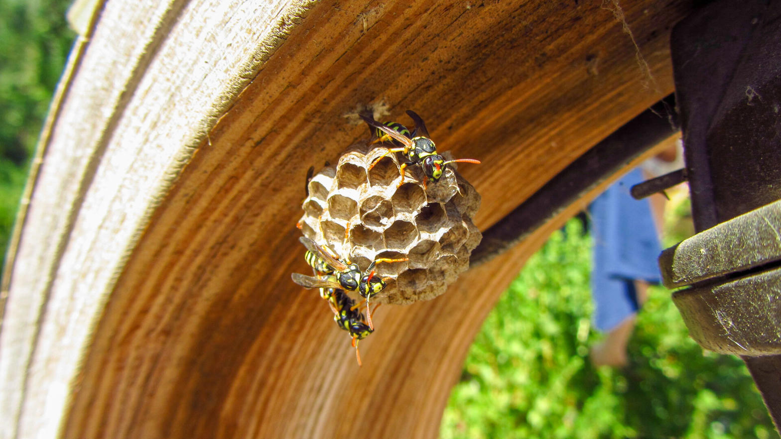 Small paper wasp nest on wood