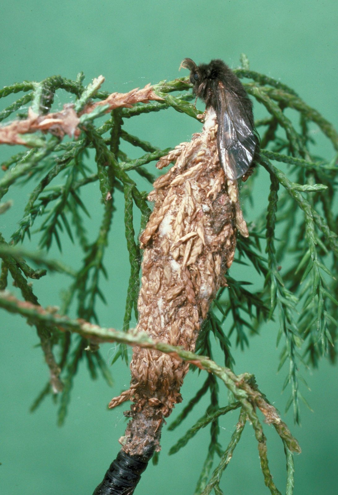 Bagworm case on evergreen