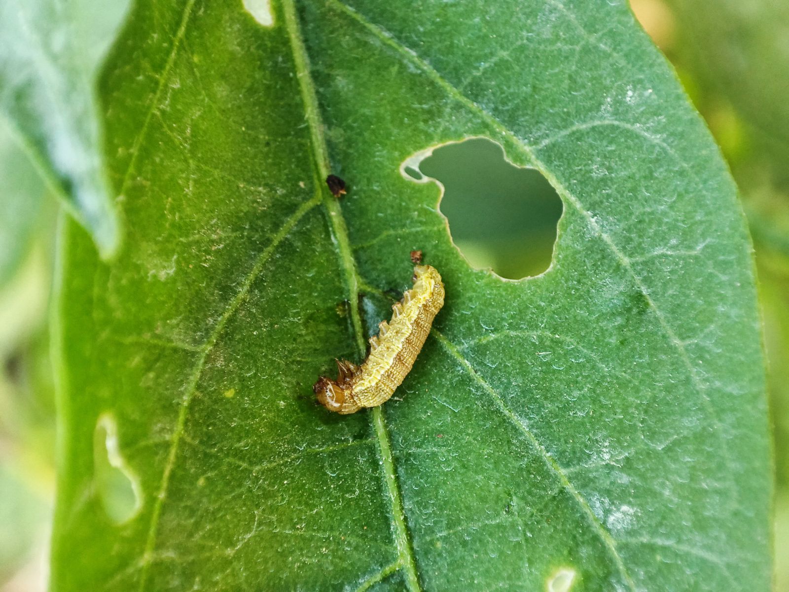 Caterpillar on a leaf