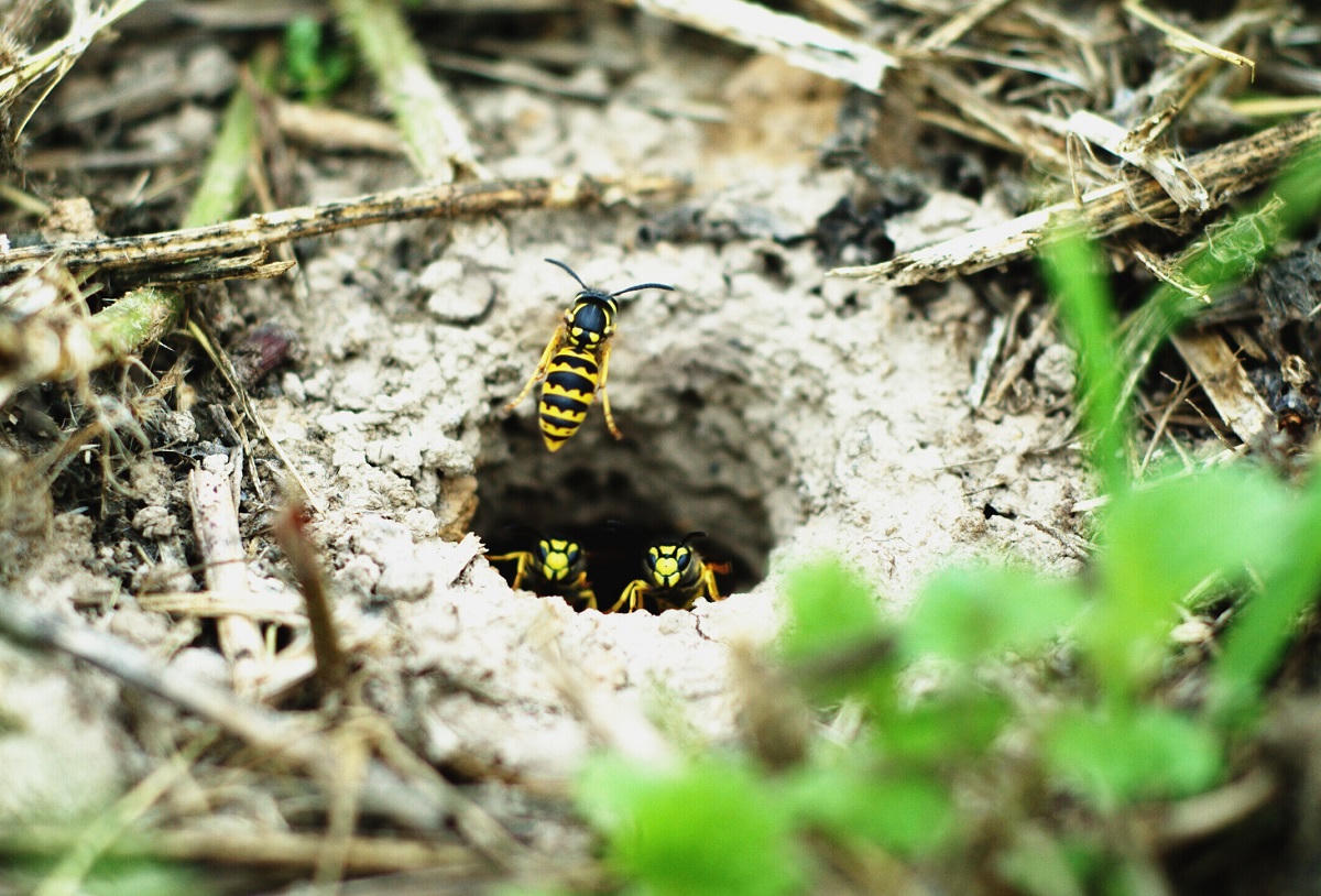 Yellow jacket guarding a below-ground nest entrance