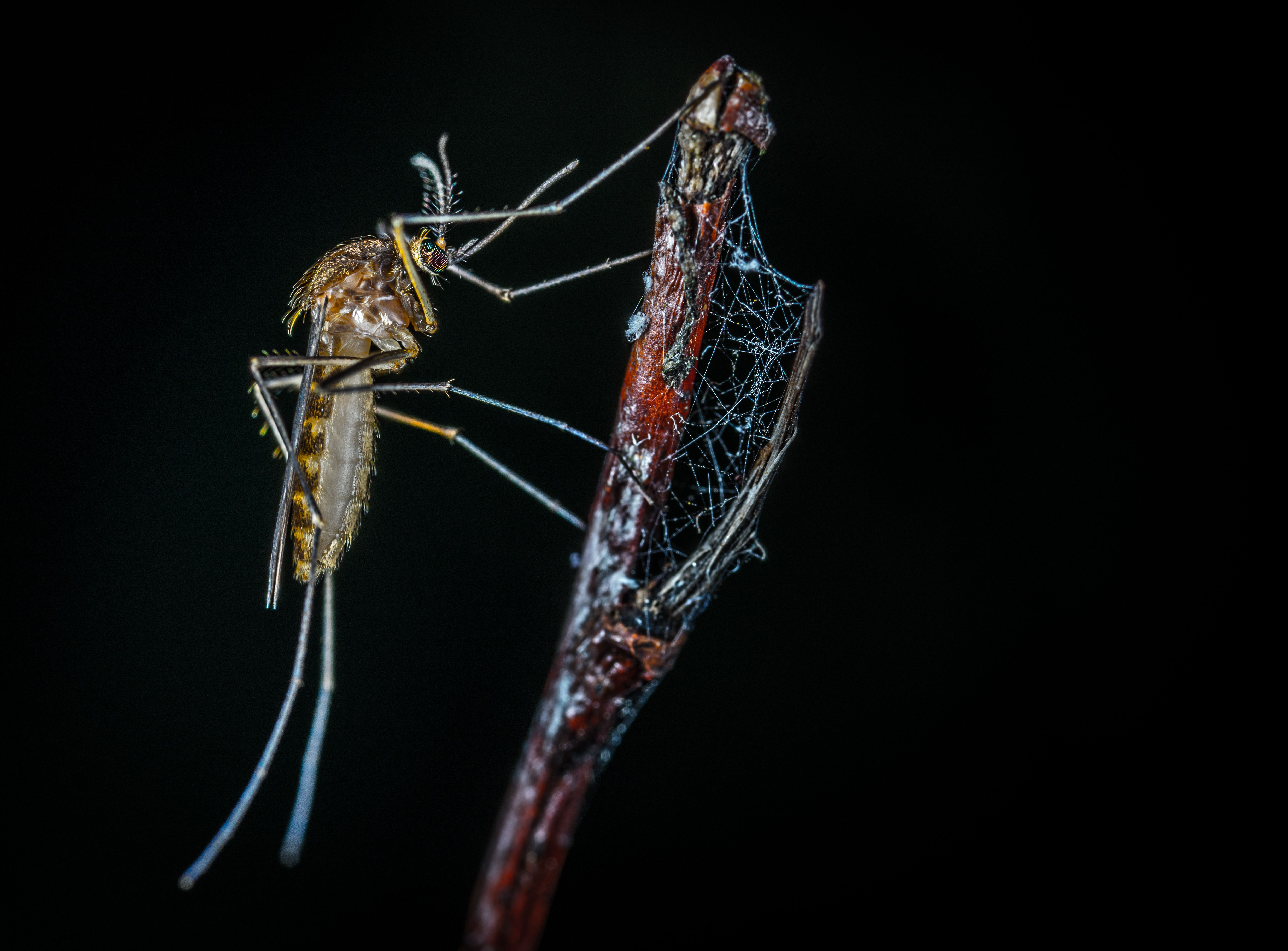 Close-up of a mosquito on a twig