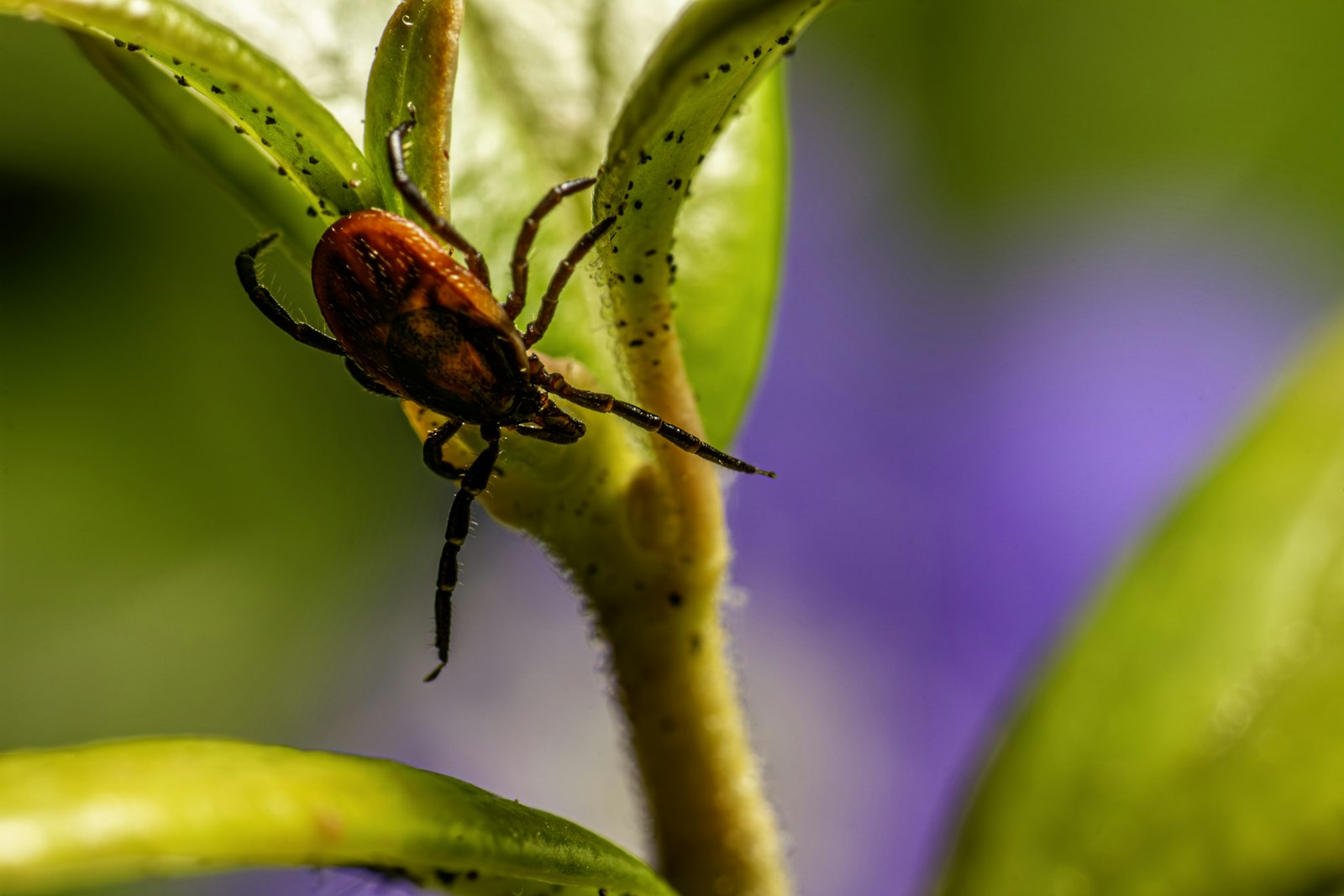 Tick on plant stem
