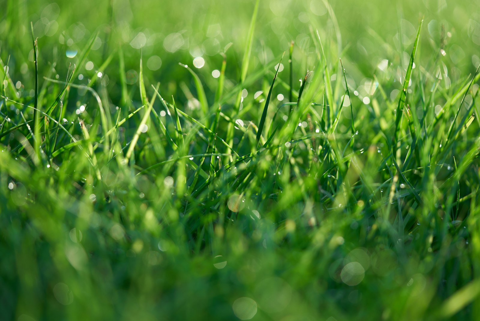 Close view of turf grass